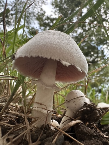Agaricus