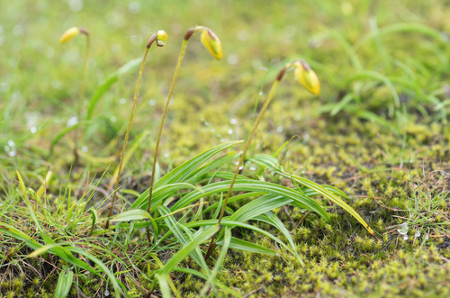 Spathoglottis ixioides, photograph 1