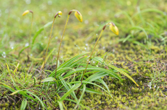 Spathoglottis ixioides, photograph (c) Morten Ross, some rights reserved (CC BY)