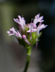 Plectritis ciliosa