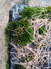 Orthotrichum diaphanum
