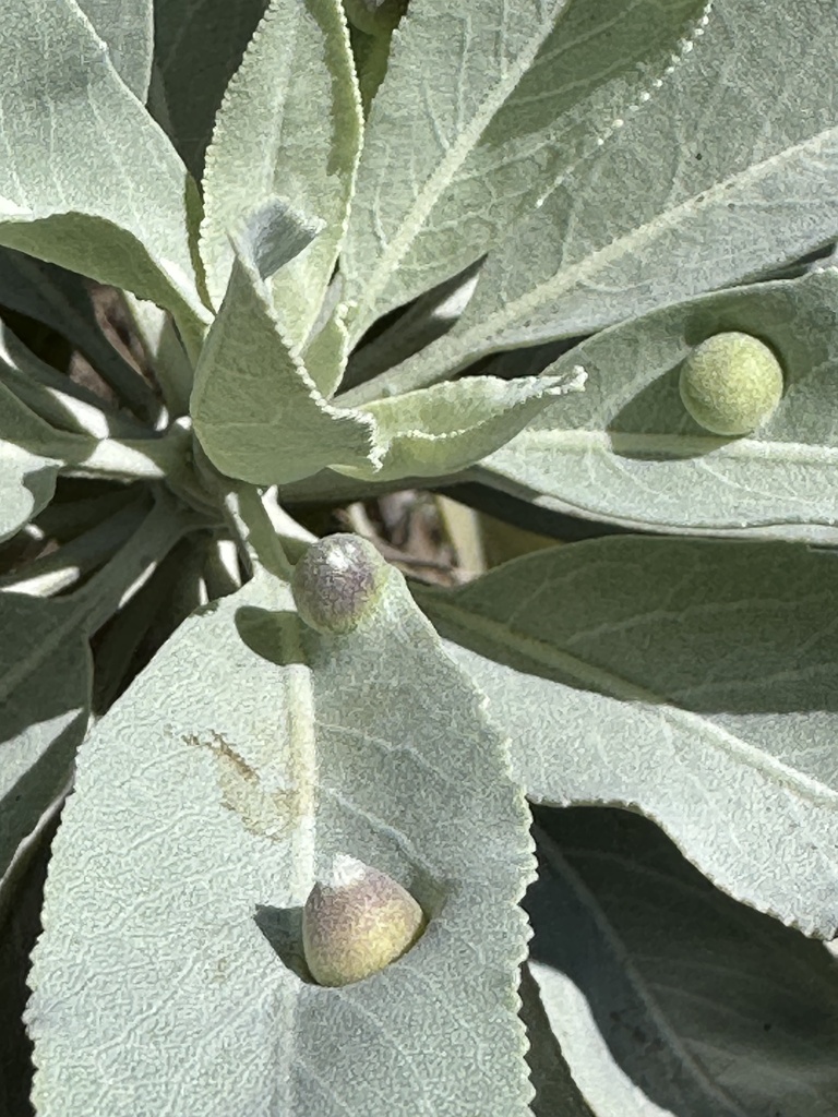 White Sage Leaf Gall Midge from Mission Trails Regional Park, San Diego