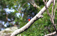 Melanerpes cruentatus