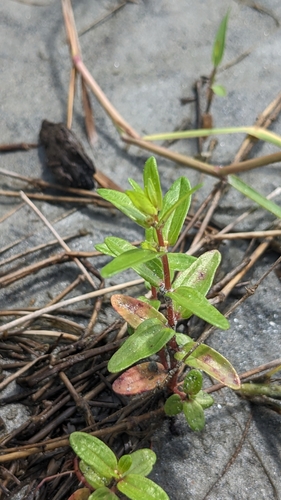 Image of Gonostegia pentandra by (c) Cheng-Te Hsu, some rights reserved (CC BY)