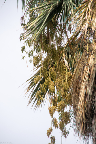Washingtonia robusta