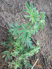 Lupinus arboreus