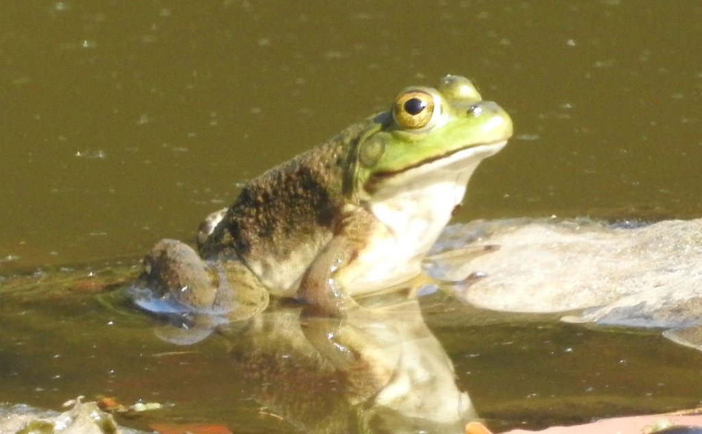 American Bullfrog from Silver Spring, MD, USA on September 6, 2023 at ...