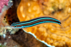 Bluestriped Fangblenny photo 5