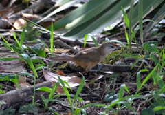 Phacellodomus rufifrons