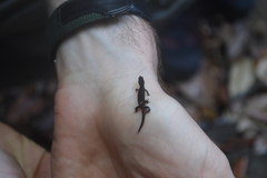 Coleodactylus meridionalis