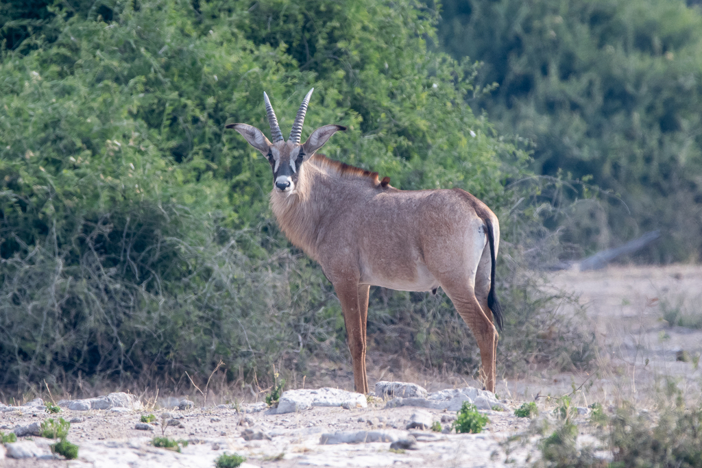 Hippotragus equinus equinus, Chobe, Botswana, by abclooksatbirds