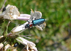 Eumecomera bicolor