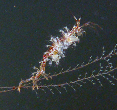 Caprelloidea
