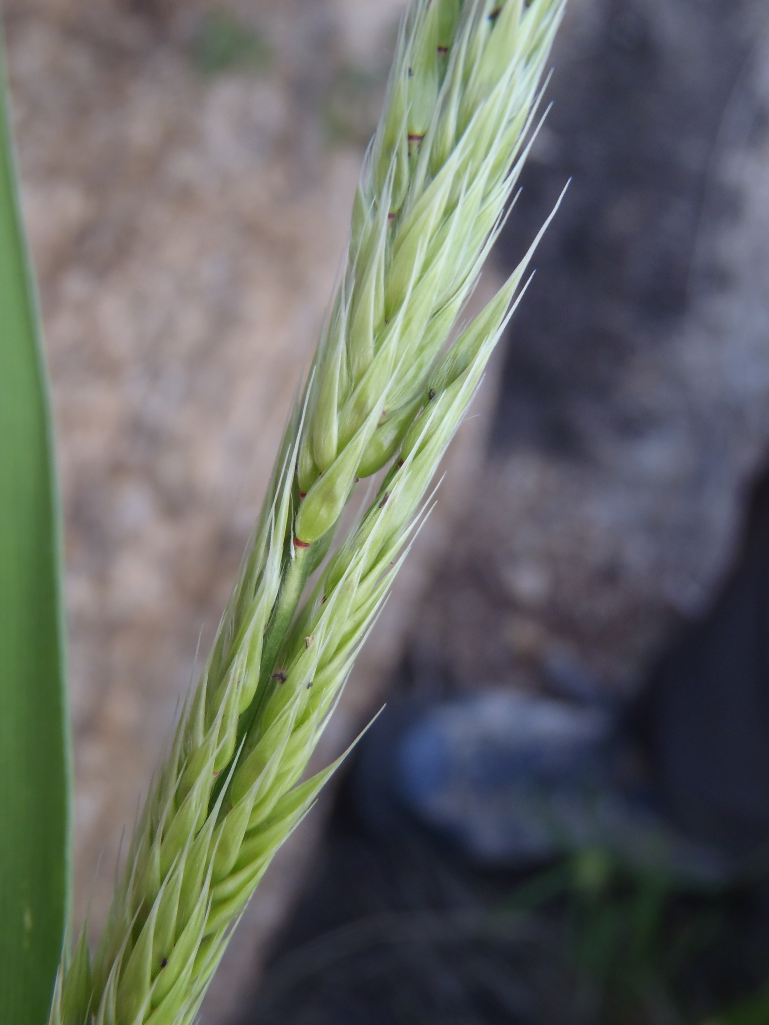 Eriochloa aristata