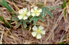 Potentilla alba