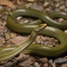 Green Rat Snake - Photo (c) Max Roberts, some rights reserved (CC BY-NC), uploaded by Max Roberts