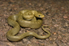 Green Rat Snake photo 5