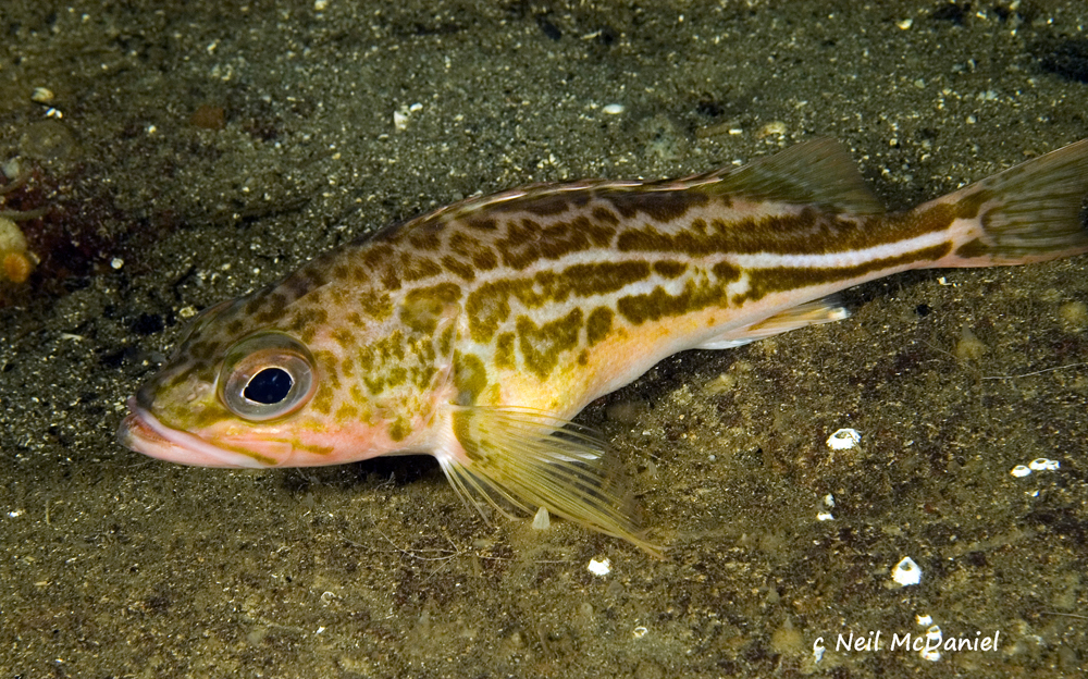 Greenstriped Rockfish