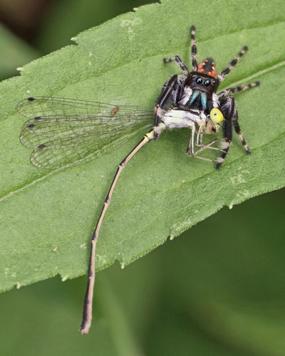 Fragile Forktail photographed in Georgia