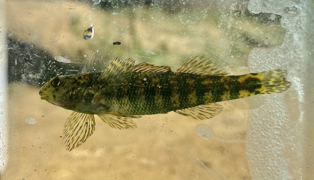 Banded Darter from AR-7, Dover, AR, US on September 6, 2023 at 03:44 PM ...