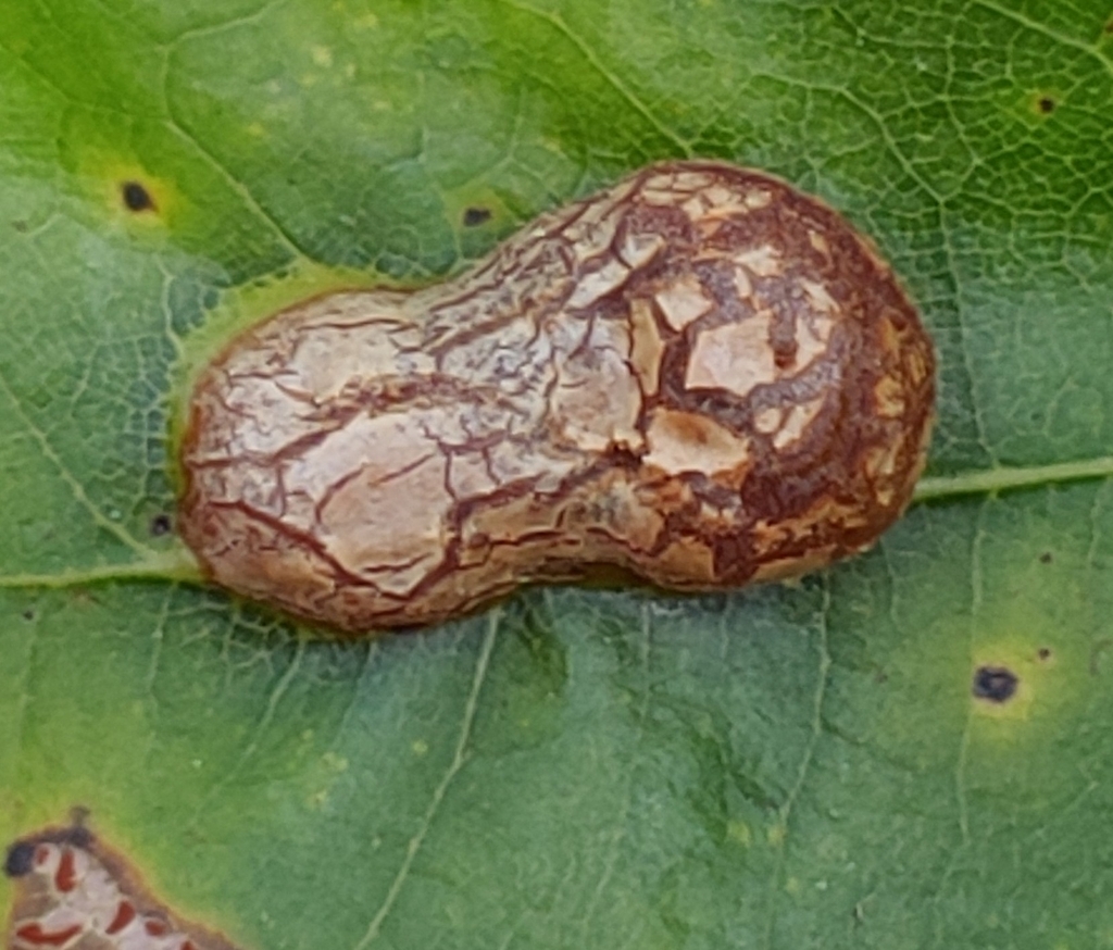Oak Leaf Gall Midge from Aberdeen Proving Ground, MD 21005, USA on