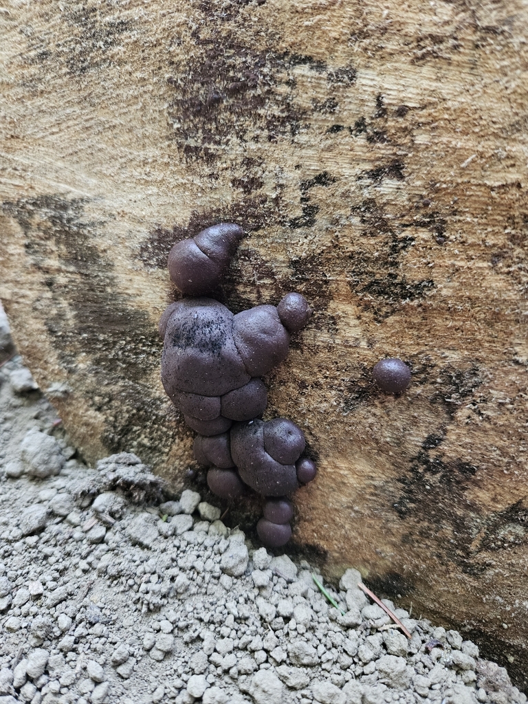 Daldinia sp. 'childiae-CA01'
