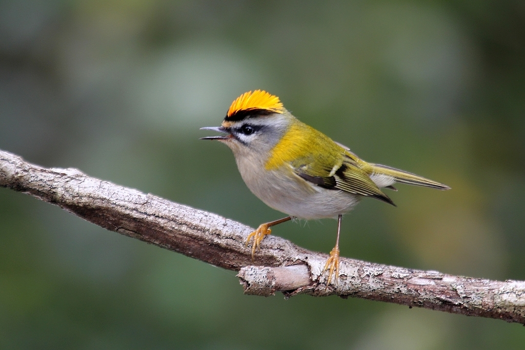 Firecrests, Goldcrests, and Allies