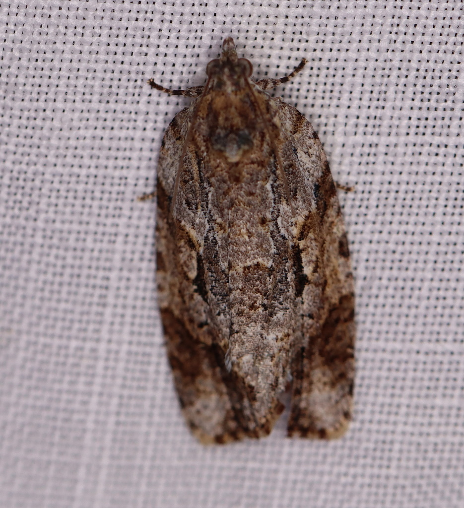 Thrincophora lignigerana from Witta QLD 4552, Australia on September 6 ...