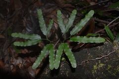 Lygodium volubile