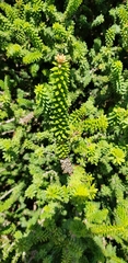 Melaleuca diosmifolia