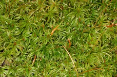 Atrichum altecristatum