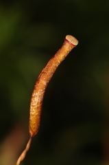 Atrichum altecristatum