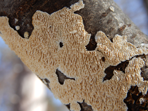 Representative image of Irpex lacteus