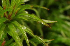 Atrichum altecristatum