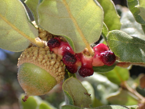 Clasping Twig Gall Wasp photo 5