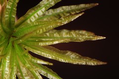 Atrichum altecristatum