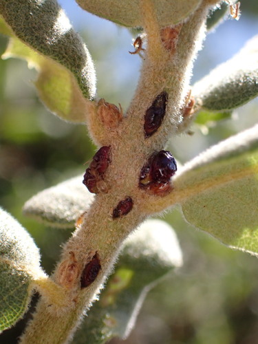 Clasping Twig Gall Wasp photo 2