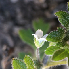 Nemophila parviflora