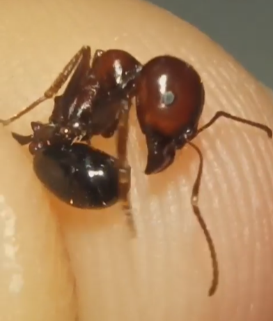 Messor dentatus