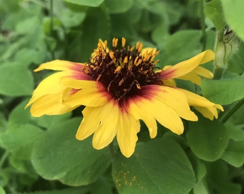 Coreopsis basalis image