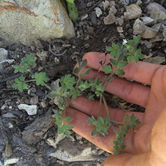 Nemophila parviflora