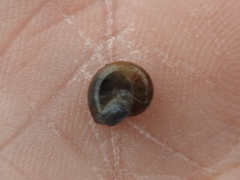 Glyphyalinia