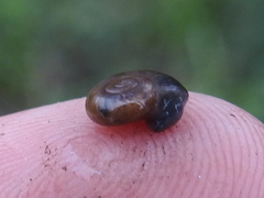 Glyphyalinia