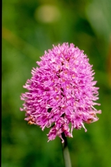 Traunsteinera globosa