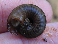 Anguispira strongylodes