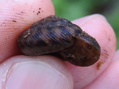 Anguispira strongylodes