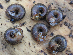 Anguispira strongylodes