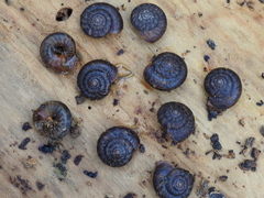 Anguispira strongylodes