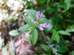 Rhinotropis californica