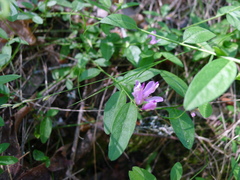 Rhinotropis californica